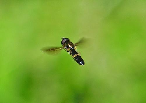 Pyrophaena rosarum